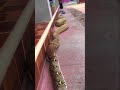King cobra vs anaconda Python #shorts #sagar_sahu_0 #trending #viral #kingcobrasnake #anaconda #new
