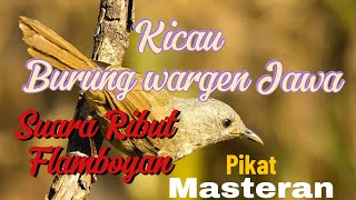 Download lagu Suara pikat Ribut Burung Flamboyan dan Masteran mp3 Download lagu Suara pikat Ribut Burung Flamboyan dan Masteran mp3
