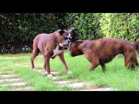 Naif infastidisce Bree 19 09 2015