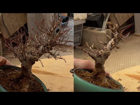 あなたの盆栽は葉を落としていませんか?これらが原因です トピックス