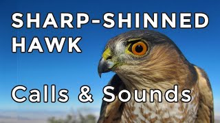 SHARP-SHINNED HAWK CALLS: Learn their TWO most common sounds! (2024)