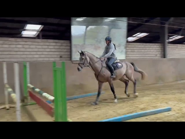 Riding and Jumping movie Nestor van de Beiaard Z. (first jumps under the saddle).