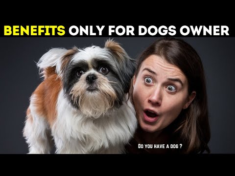 Why Dog How Dogs Change Your Brain and Body: Real Science