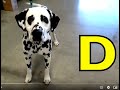 ALPHABET ANIMALS PHONICS ALPHABET SONG Part 82 DOGS DOGS SEA ANIMALS EDUCATIONAL KIDS