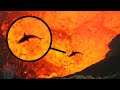 10 Scary Animals That Live In Volcanos