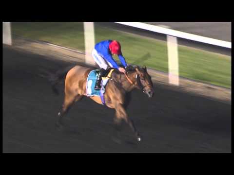 28.02.2013 Meydan (Dubai-UAE) 5.Race UAE Oaks 2013 - Group III 1.900 m