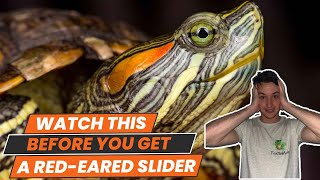 6 Things to Know BEFORE You Get a Red Eared Slider Turtle