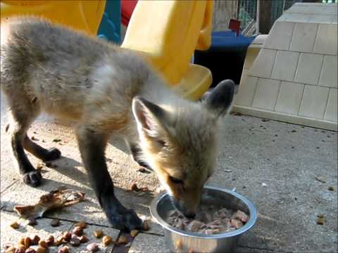 Foxy Loxy loves Little Champions dog food!