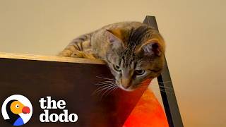 This Cat Wanted Nothing To Do With Her New Brother | The Dodo