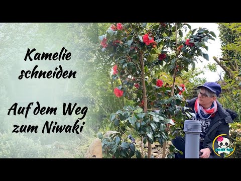 Camellia cutting