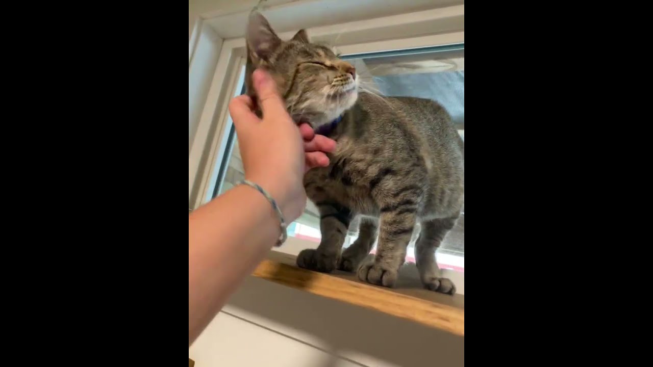 Enlarge Bunnie, a Adoptable Domestic Short Hair in Mount Sterling, KY video 2/6