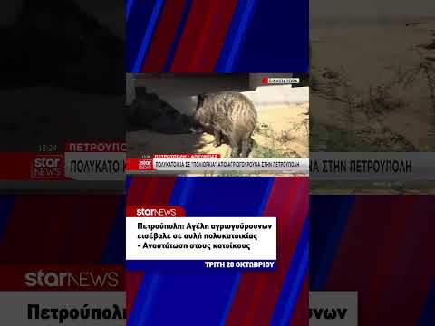 Πετρούπολη: Αγέλη αγριογούρουνων εισέβαλε σε αυλή πολυκατοικίας – Αναστάτωση στους κατοίκους