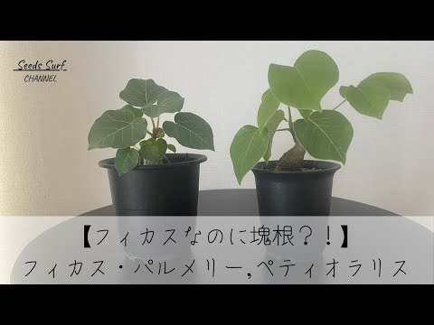 ハイロシルトゥス・パルメリ