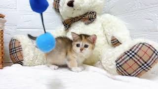 マンチカンの動画01