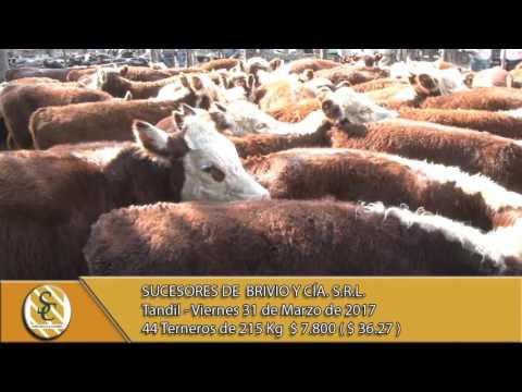 31-03-17 Venta de Machos - Suc. de Brivio y Cía. S.R.L. - Tandil