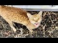 Orange Cat Continuous Meow Is Very Hungry