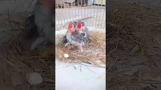 Download lagu suara anak kutilang ribut mp3 Download lagu suara anak kutilang ribut mp3