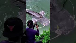 Download lagu MANCING PALING SERU‼️Sensasi strike ikan babon di spot liar. #fishing #amazing #shorts mp3