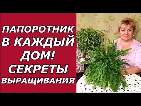 Папоротник комнатный. Выращивание и уход !