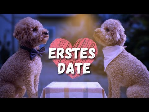 Erstes Date von Zwergpudel Moki mit unvorteilhaftem Ausgang