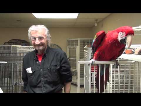 download lagu mp3 mp4 Macaw Rescue Center, download lagu Macaw Rescue Center gratis, unduh video klip Macaw Rescue Center
