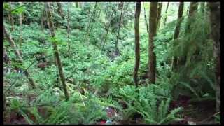 preview picture of video 'Illegal Dumping On The Duncan Bay Logging Rd, Campbell River BC'