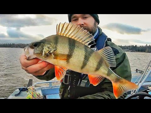 AHVENEN KALASTUSTA OFFSET KOUKUILLA | AHVENEN KALASTUS KASVUSTOSTA | NÄIN KÄYTÄT OFFSET KOUKKUA | 12