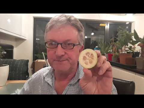 Tasting my largest pineapple guava ( Feijoa ) of the variety Mammoth. Does size really matter ? 😁🤣