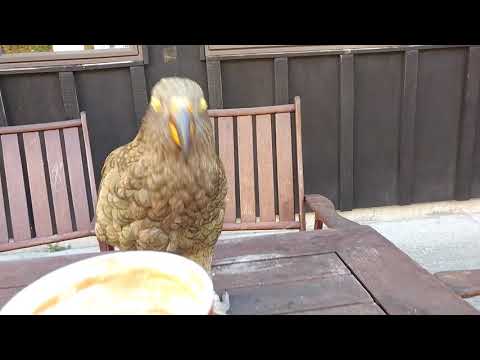 Kea versucht sich was zu erbeuten