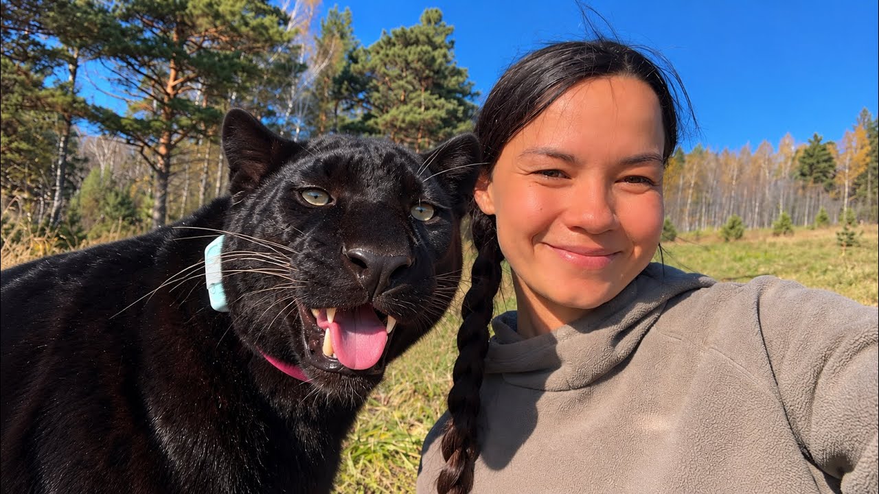 How Luna the panther and Venya greet Vikulya after being apart ☺️(ENG SUB)