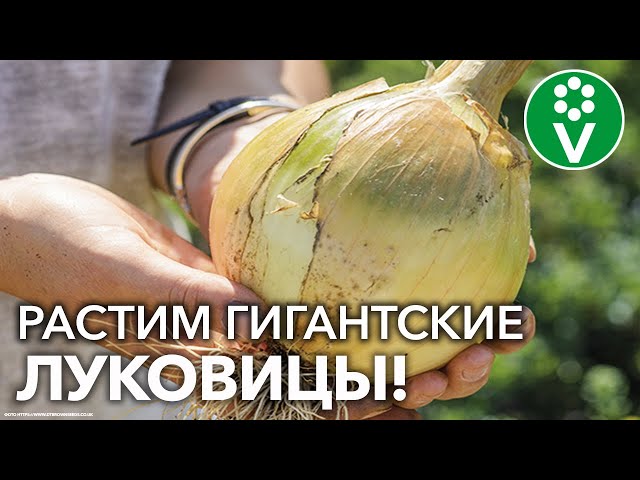 ЛУК ЭКСИБИШЕН БУДЕТ НЕВЕРОЯТНЫХ РАЗМЕРОВ!