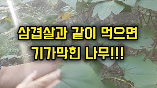 오늘은 삼겹살과 먹으면 기가막힌 나무! 소개해드립니다