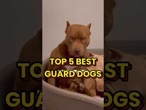 THE TOP 5 BEST GUARD DOGS! 🐶🛡️