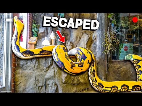 When Your 20 Foot Snake Escapes!
