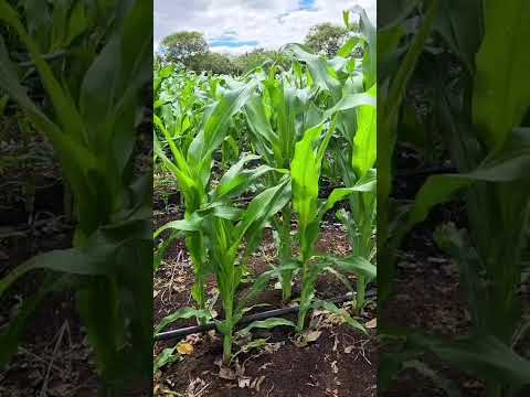 Producción de maíz, para ensilaje en Danli el paraíso!