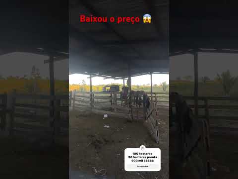 Baixou o preço/ Pacajá pá😱😱 #agro #cultura #fazenda #gado pará#pecuarista