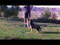 German Shepherd Female Puppies For Sale