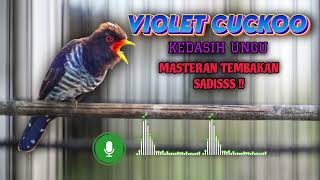 Download lagu VIOLET CUCKOO KEDASIH UNGU GACOR JERNIH | MASTERAN VIOLET CUCKOO TAJAM SADIS mp3