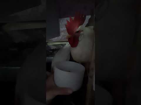 Ellerimle Beslerim Seni Cücü / I Will Feed You With My Hands, Rooster