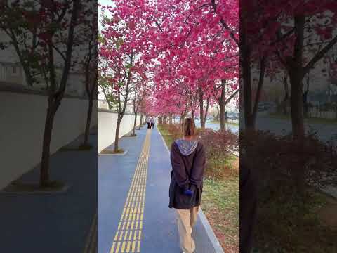 家门口的樱花开了，领导很高兴 #生活记录