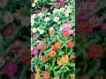 Charon Taraf Hai Khushiyon Ke Mele Uditnarayansongs Alka Yagnik Songs