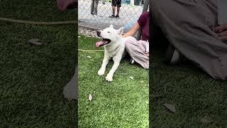 Video preview image #1 Siberian Husky-Unknown Mix Puppy For Sale in Pasadena, CA, USA