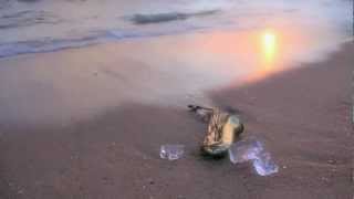 The Alan Parsons Project -  Pipeline