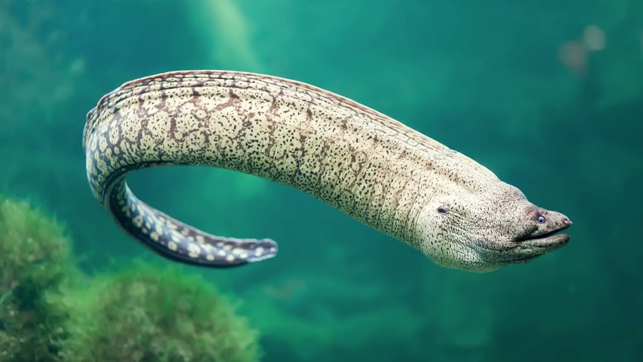 [Eel]  Incredible Eel Facts || Eel Species, Eel Appearance, Eel Distribution, Population,and Habitat