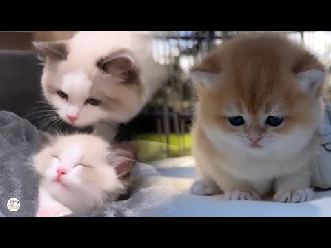 🐱Cute Pet Island, difficult moments of cats - 4 minutes
