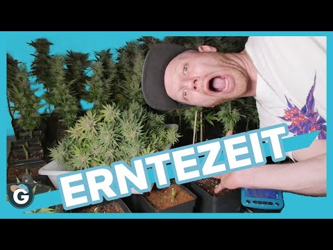 , title : 'Wie man Cannabis richtig ERNTET'