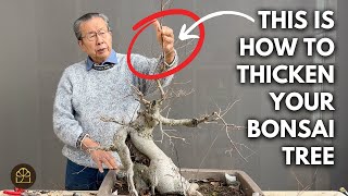 How to Thicken Your Bonsai Trunk: Sacrificial Branch