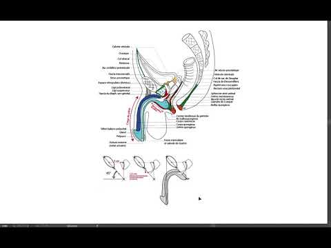 inserții pe podeaua penisului metode marirea penisului