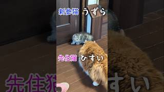 新入り子猫を迎えたら…先住猫がママになった😺#猫 #ねこのいる生活 #ねこ動画