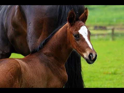 Le Vivant *20.05.2019 La Vie- Likoto xx- Rubinstein